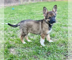 German Shepherd Dog-Unknown Mix Dogs for adoption in Princeton, MN, USA