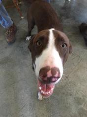 Medium Photo #1 German Shorthaired Pointer-Unknown Mix Puppy For Sale in Chambersburg, PA, USA