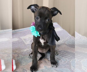 Cairn Terrier Dogs for adoption in Bandera, TX, USA
