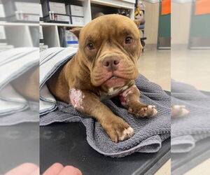 Mutt Dogs for adoption in Santa Maria, CA, USA