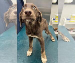 --Labrador Retriever Mix Dogs for adoption in Mobile, AL, USA