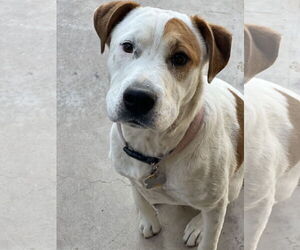 Labrador Retriever-Unknown Mix Dogs for adoption in Phoenix, AZ, USA