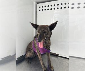 Dutch Shepherd -Unknown Mix Dogs for adoption in Stockton, CA, USA