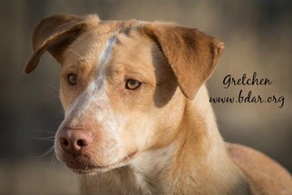 Medium Photo #1 Labrador Retriever Puppy For Sale in Cheyenne, WY, USA