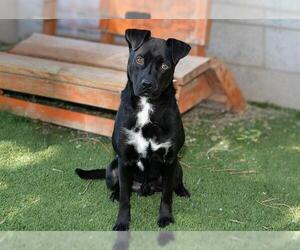 Mutt Dogs for adoption in West Valley, UT, USA