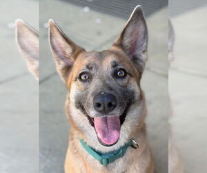 German Shepherd Dog-Unknown Mix Dogs for adoption in Woodland, CA, USA