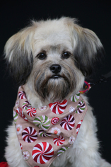 Medium Photo #1 Havashu Puppy For Sale in San Pedro, CA, USA