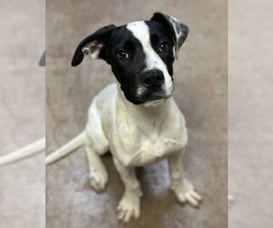 Mastador Dogs for adoption in Canton, CT, USA