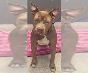 American Staffordshire Terrier-Unknown Mix Dogs for adoption in Tallahassee, FL, USA