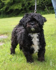 Lhasa Apso Dogs for adoption in Paris, ME, USA