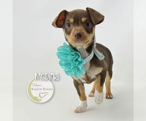 Chiweenie Dogs for adoption in Benton, LA, USA