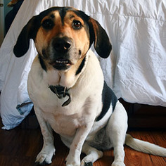 Basset Hound Dogs for adoption in Garner, NC, USA