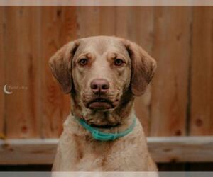 Chesapeake Bay Retriever Dogs for adoption in St. Louis Park, MN, USA
