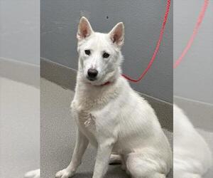 Siberian Husky-Unknown Mix Dogs for adoption in Las Vegas, NV, USA