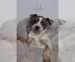 Mutt Dogs for adoption in Foristell, MO, USA