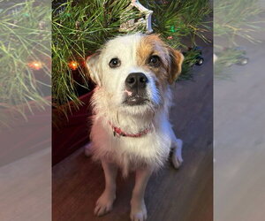 Jack Russell Terrier-Unknown Mix Dogs for adoption in Germanton, TN, USA
