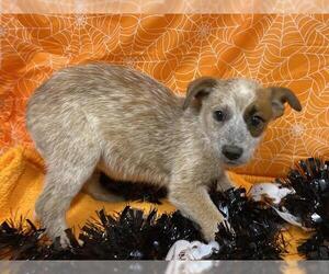 Australian Cattle Dog Dogs for adoption in Modesto, CA, USA