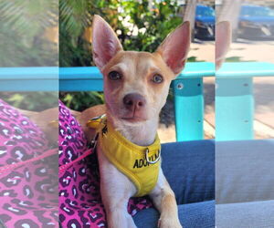 Rat Terrier-Unknown Mix Dogs for adoption in Royal Palm Beach, FL, USA