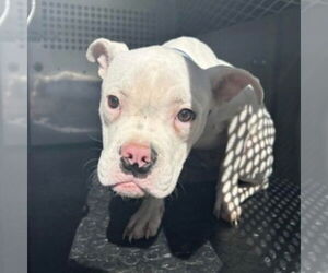 Mutt Dogs for adoption in Canton, CT, USA