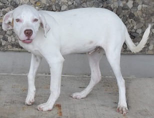 Lab-Pointer Dogs for adoption in Longview, TX, USA