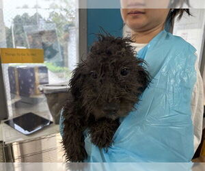 Poodle (Miniature)-Unknown Mix Dogs for adoption in Raleigh, NC, USA