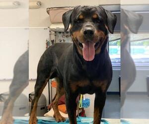 Rottweiler Dogs for adoption in Washington, DC, USA