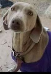 Weimaraner Dogs for adoption in Dana Point, CA, USA