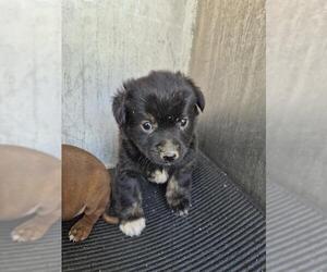 Mutt Dogs for adoption in San Antonio, TX, USA