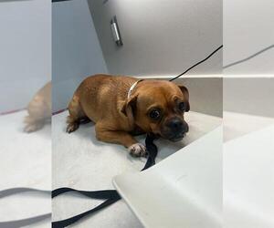 Chug Dogs for adoption in Baytown, TX, USA