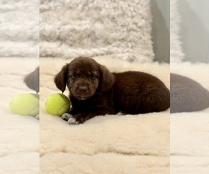 Cocker Spaniel-Unknown Mix Dogs for adoption in SHERBURNE, NY, USA