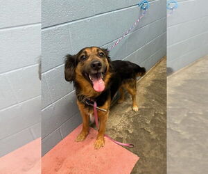 Mutt Dogs for adoption in Evansville, IN, USA