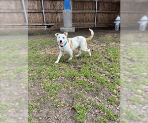 Labrador Retriever-Unknown Mix Dogs for adoption in Plano, TX, USA