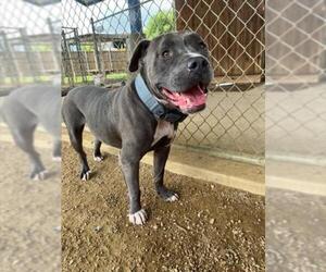 American Pit Bull Terrier Dogs for adoption in Plano, TX, USA