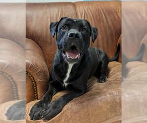 Labrador Retriever Dogs for adoption in Goodyear, AZ, USA