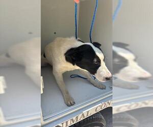 Border Collie Dogs for adoption in Houston, TX, USA