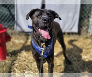 Alaskan Malamute-Mastiff Mix Dogs for adoption in Evansville, IN, USA