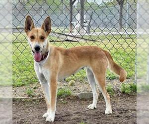Carolina Dog Dogs for adoption in Conroe, TX, USA