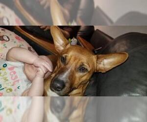 Dorgi Dogs for adoption in Lewistown, PA, USA
