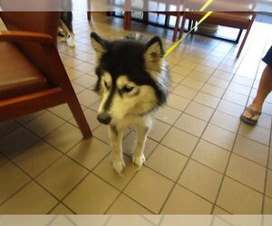 Siberian Husky Dogs for adoption in Ocala, FL, USA