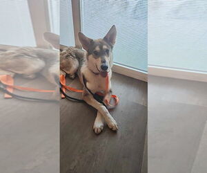 Siberian Husky-Unknown Mix Dogs for adoption in garner, NC, USA