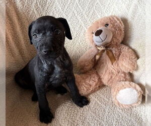 American Staffordshire Terrier-Labrador Retriever Mix Dogs for adoption in Lakewood, CO, USA