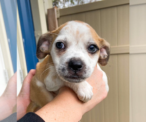 Boston Terrier Dogs for adoption in Guthrie, OK, USA