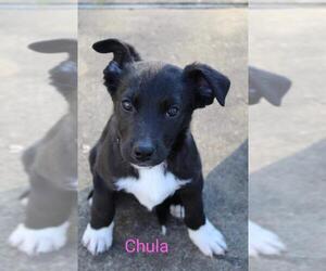 Borador Dogs for adoption in Nesbit, MS, USA