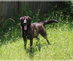 Shepradors Dogs for adoption in Jackson, MS, USA