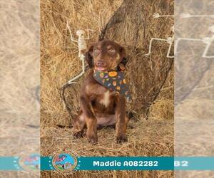 --Labrador Retriever Mix Dogs for adoption in Mobile, AL, USA