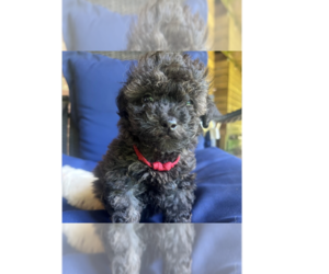 Maltese-Unknown Mix Dogs for adoption in Raleigh, NC, USA