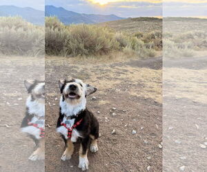 Pointer-Unknown Mix Dogs for adoption in Sandy, UT, USA