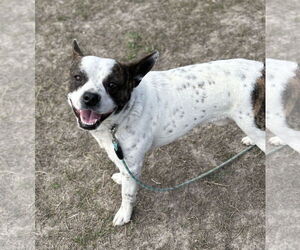 Boston Terrier-Unknown Mix Dogs for adoption in Virginia Beach, VA, USA