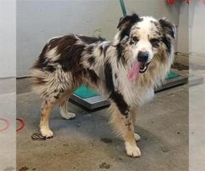 Australian Shepherd Dogs for adoption in Camarillo, CA, USA