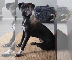 Labrador Retriever-Unknown Mix Dogs for adoption in Germantown, OH, USA